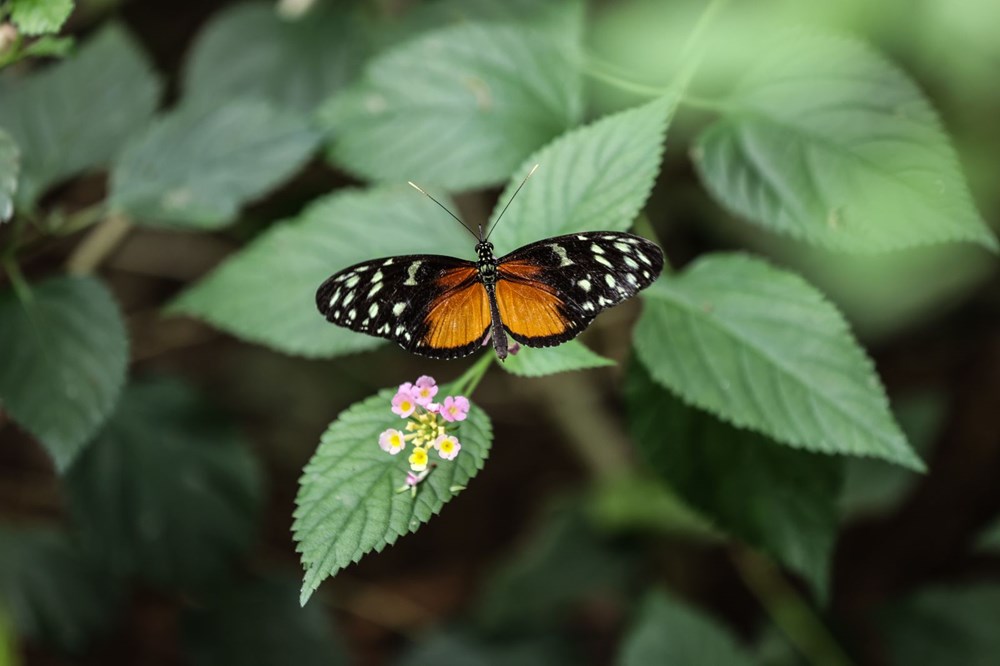 İngiltere'de gördüğü kelebek çiftliğini Beykoz'da kurdu - 10