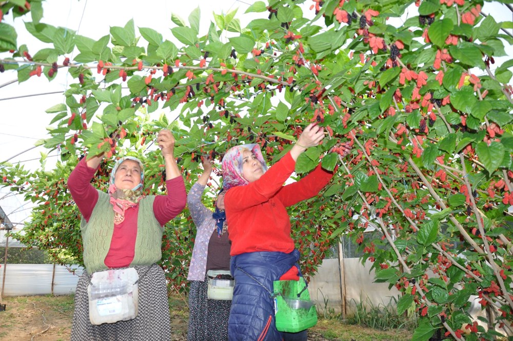 Sabahın erken saatinde dalından toplanıyor, kilosu 120 lira: 250 dönümlük örtü altında yetişiyor - 6