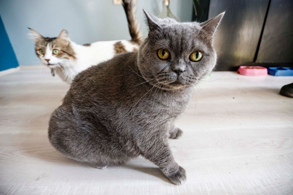 Obez kedi Shanti egzersiz ile 4,5 kilo verdi Magazin Haberleri NTV