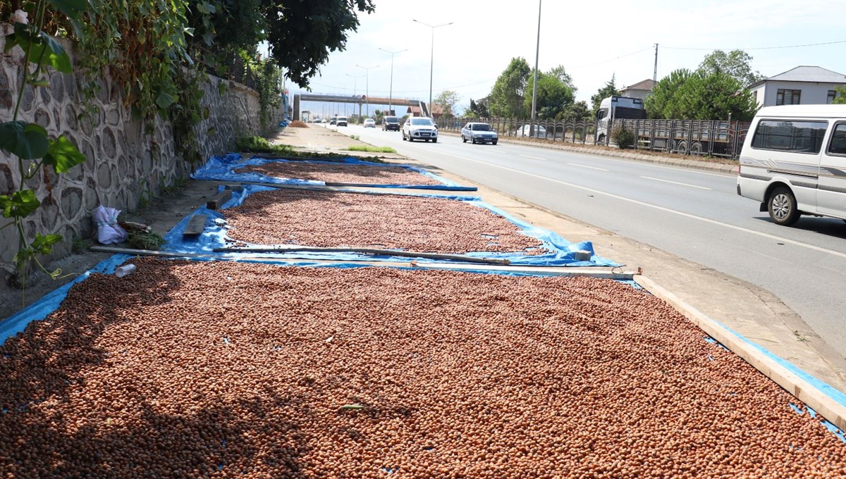 Kaldırımlarda fındık kurutma mesaisi başladı