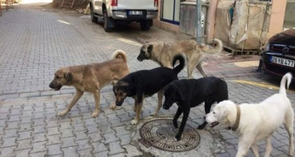 Sahipsiz köpek düzenlemesi: Teklif Genel Kurul'dan geçerek yasalaştı - 9