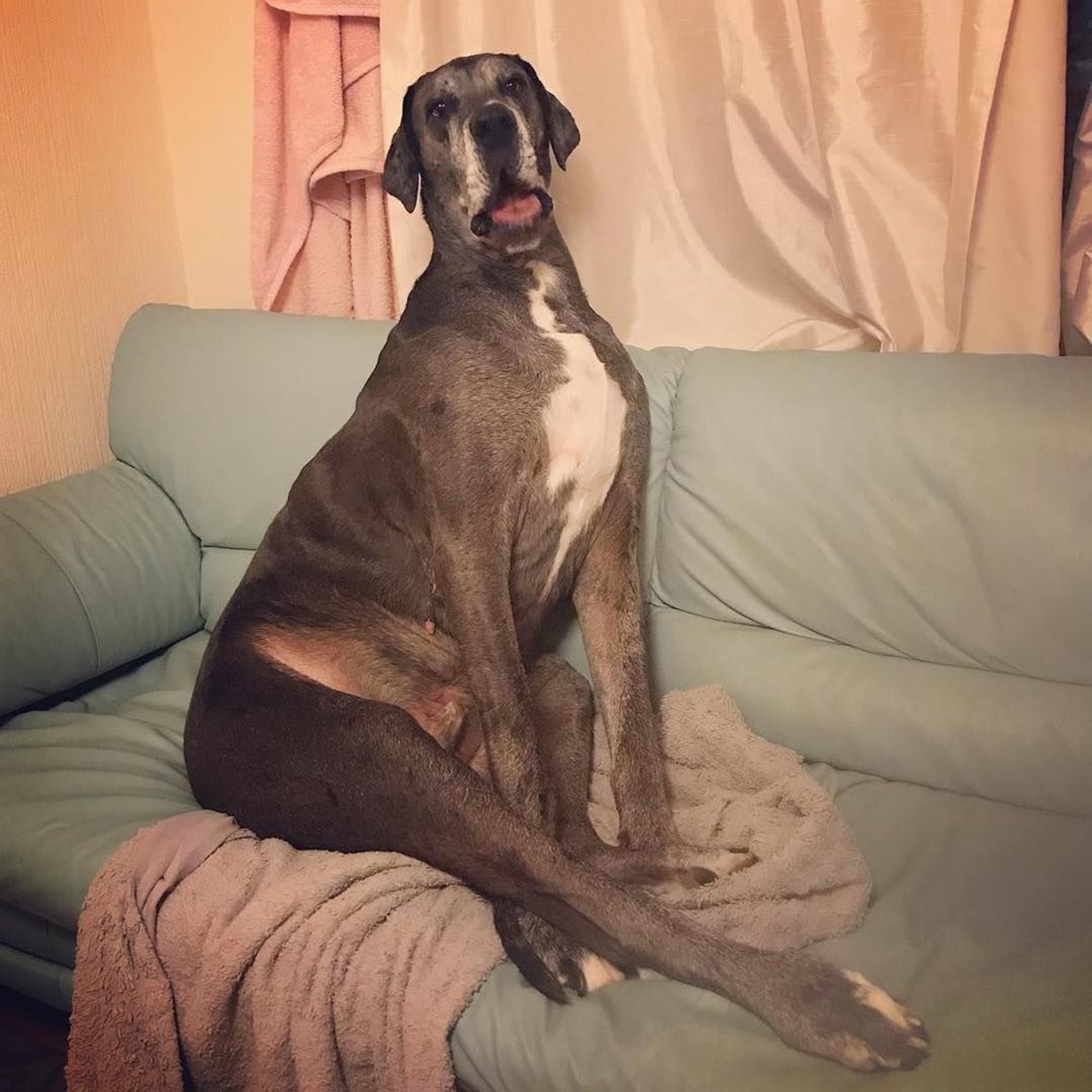 Dünyanın en uzun köpeği Freddy hayatını kaybetti - 30