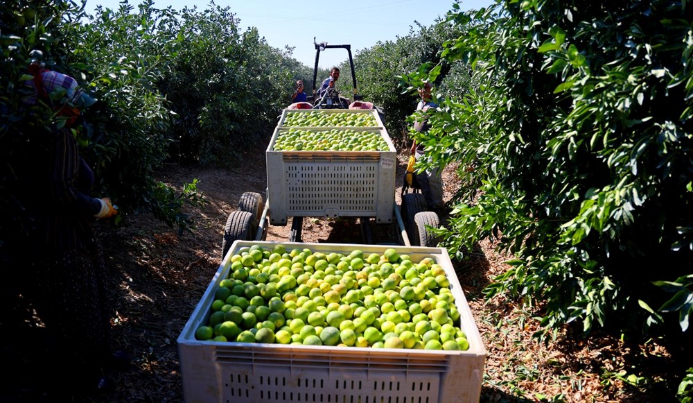 Kilosu 8-15 TL arasında: Adana'da verim yüksek - 7