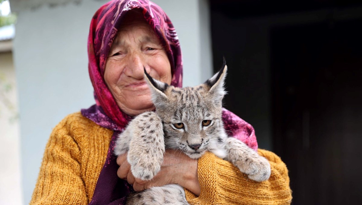 Vaşak yavrusuna kedi gibi baktılar