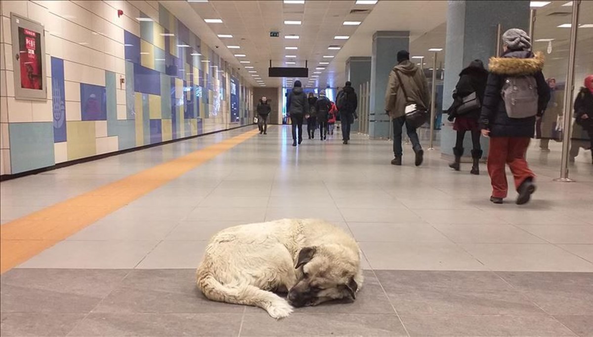 Metroda sahipsiz köpeğin ısırdığı İrlandalı turist İBB'ye dava açtı