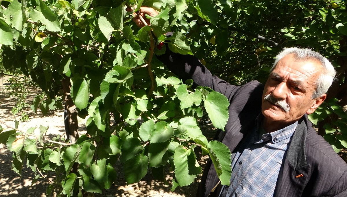 Kayısıya alternatif olarak yetiştirildi: 500 TL'den alıcı buluyor