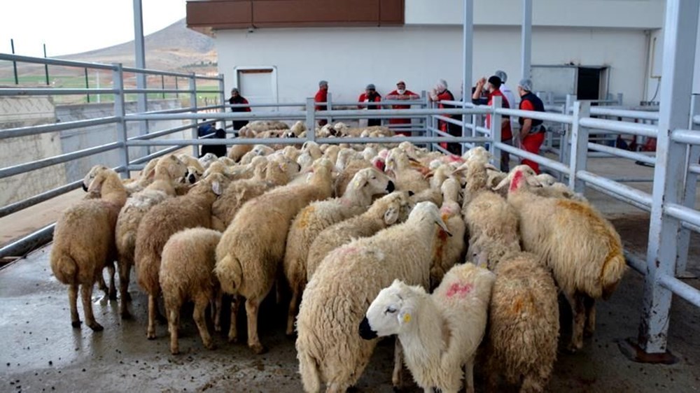 10 soruda vekaletle kurban kesimi: Vekaletle kurban kesimi nasıl yapılır? - 5