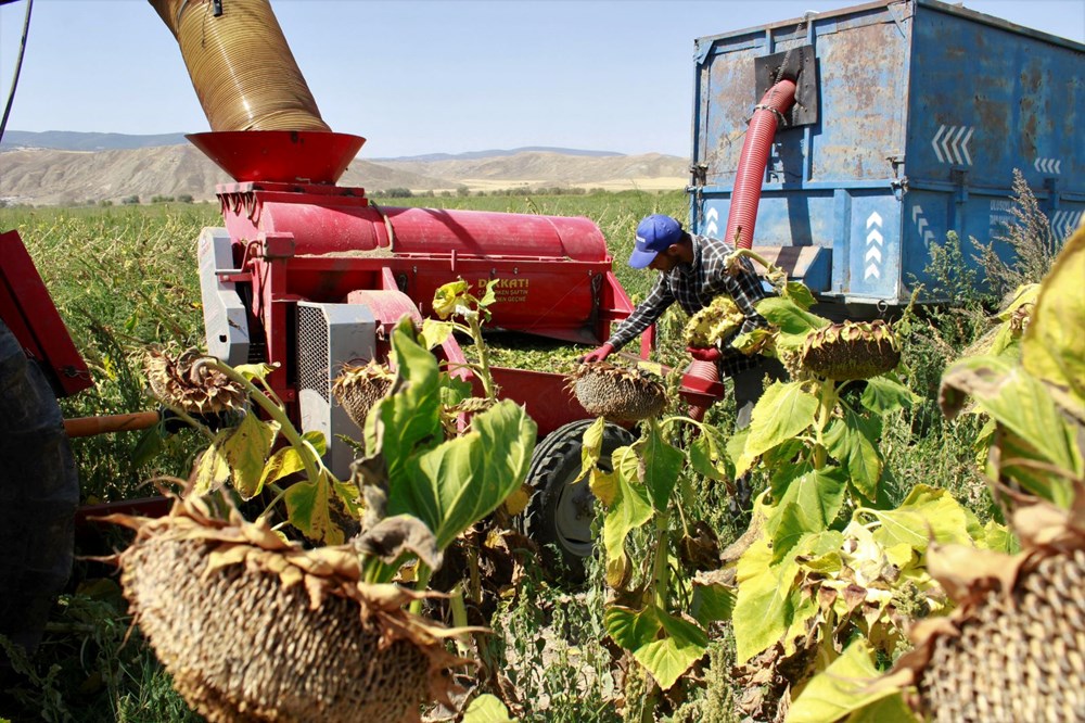 1,5 g�nde hasad� yap�l�yor: Binbir emekle yeti�tiriliyor
