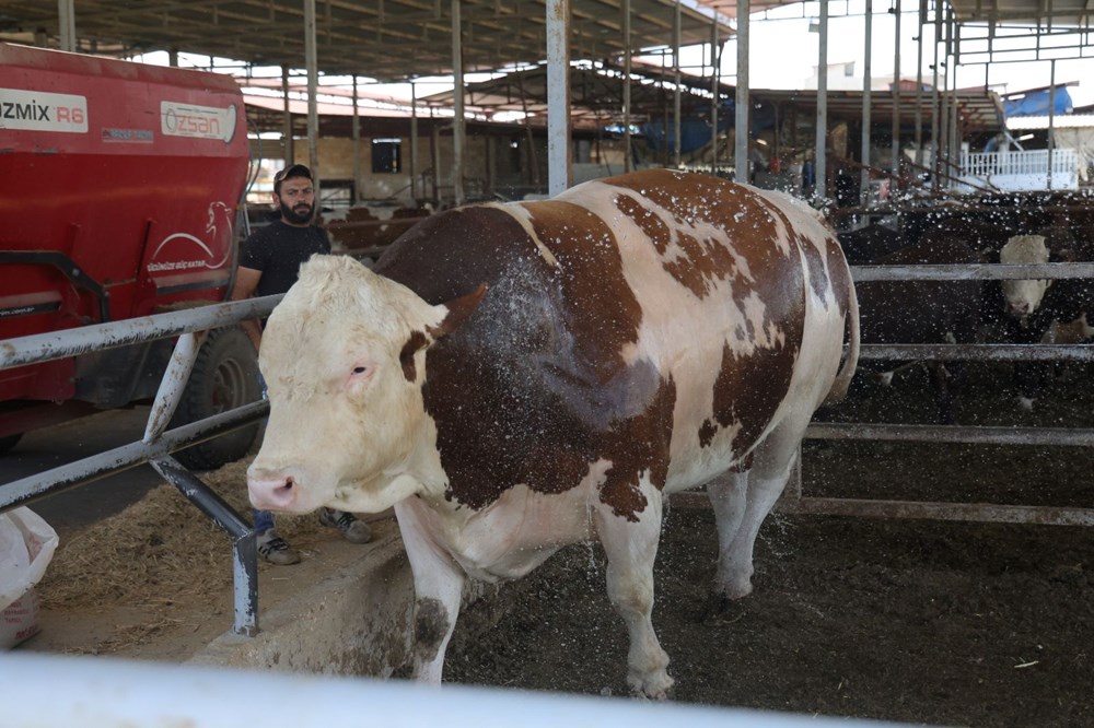 Bin 400 kiloluk tosun: Fiyatı 420 bin TL 72 DSOnsEcS UutrnRJX2 bSQ