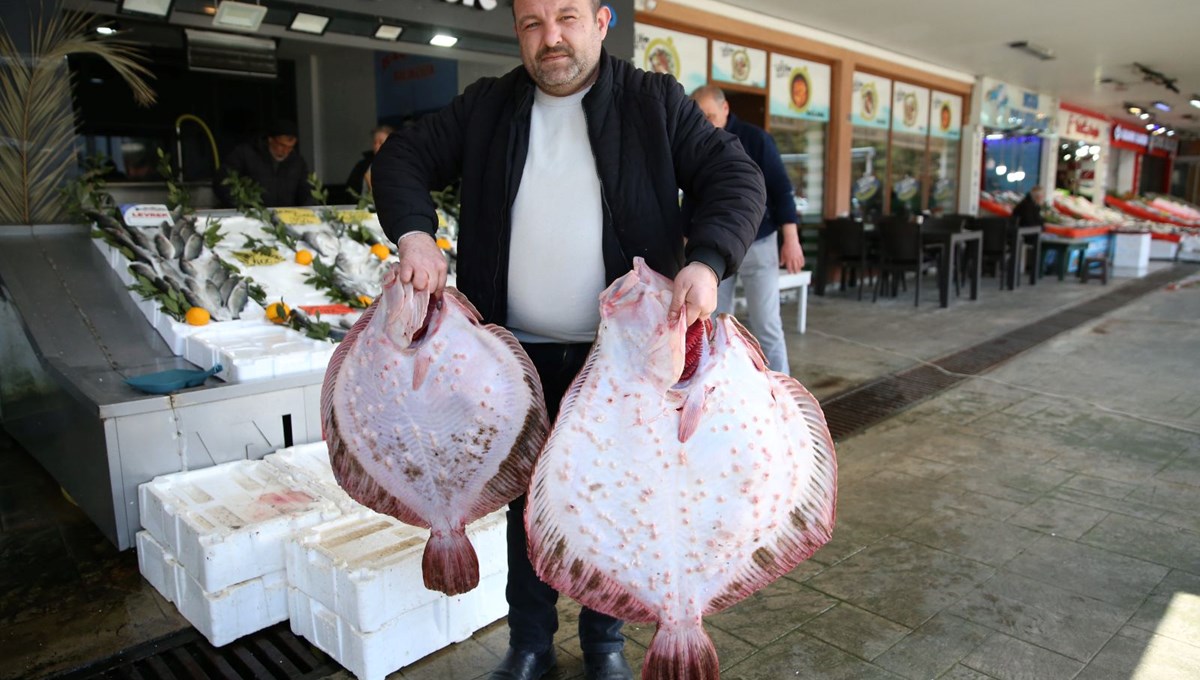 Ordu'da kalkan balığı bereketi