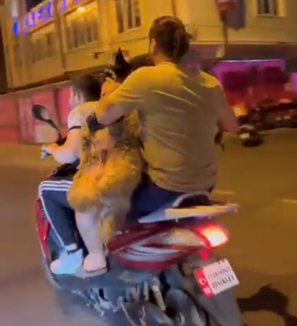Motosikletle kurbanlık koyun taşıdılar - 1