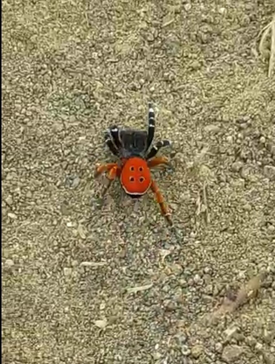 Zehirli 'uğur böceği örümceği' bir ilde daha görüldü - 1