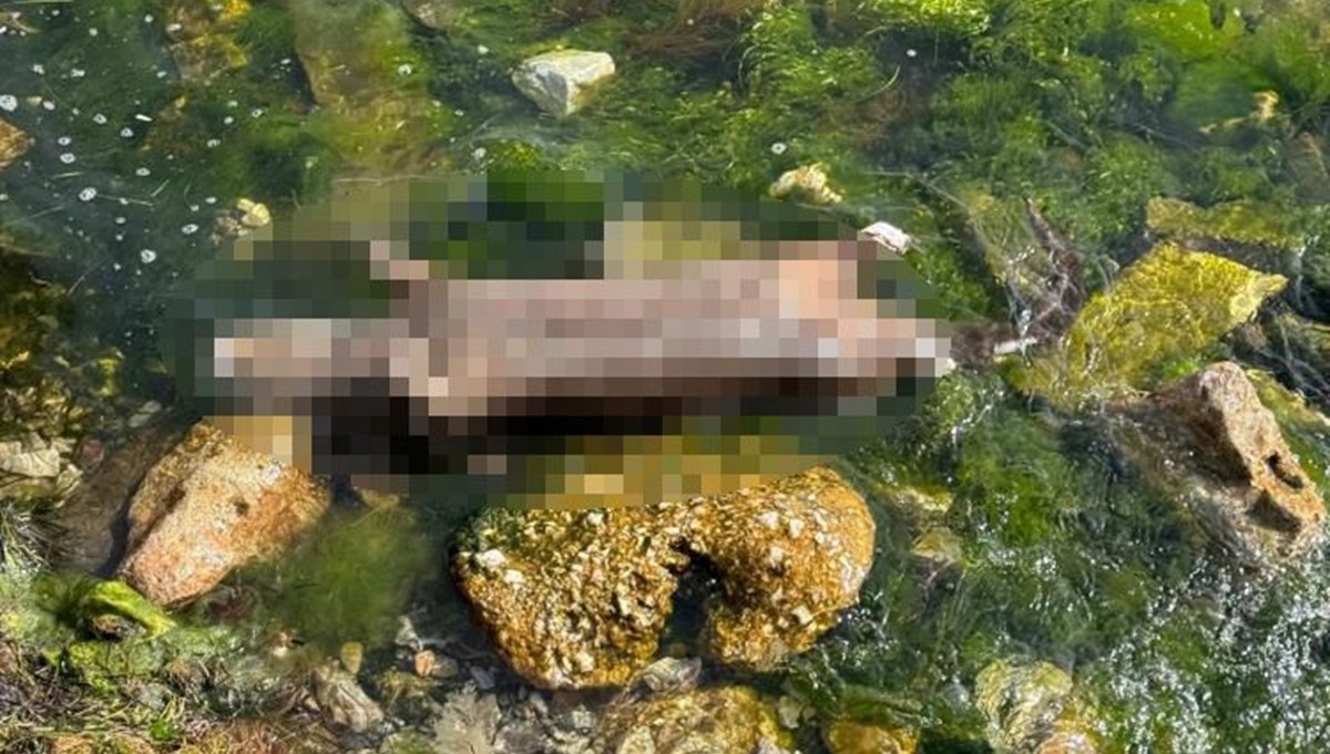 Yalova'da ölü su samuru kıyıya vurdu