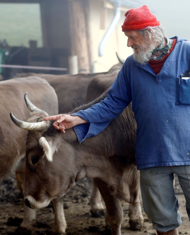 isvicreli ciftcilerin boynuzlu inek talebi reddedildi ntv