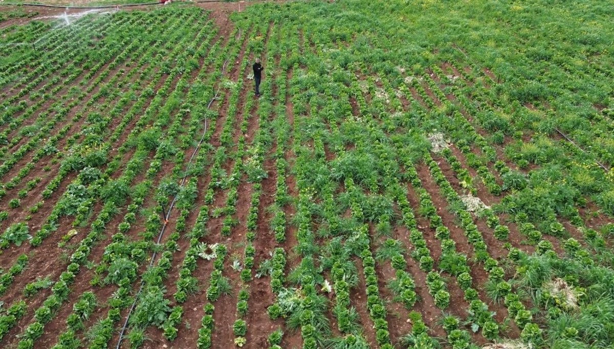 Marul hasadını kuraklık vurdu