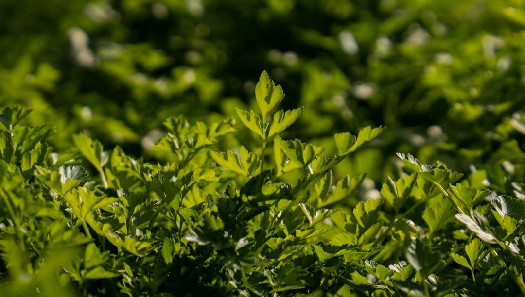 Kanser karşıtı ilaç piyasasının umudu! Neredeyse her evde var: Günlük A vitamini ihtiyacının yüzde 100'ünü karşılıyor