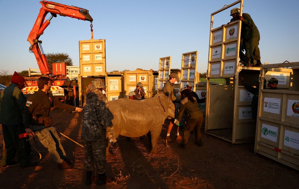 Mozambik, 40 yıl sonra beyaz gergedanlara kavuştu - 2