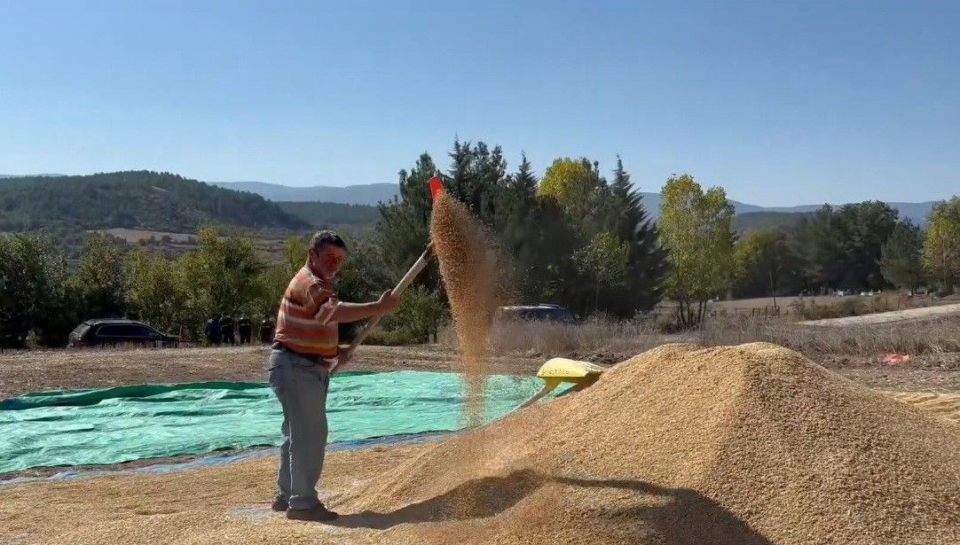 Sinop, çeltik üretiminde Türkiye’de 6’ncı sırada