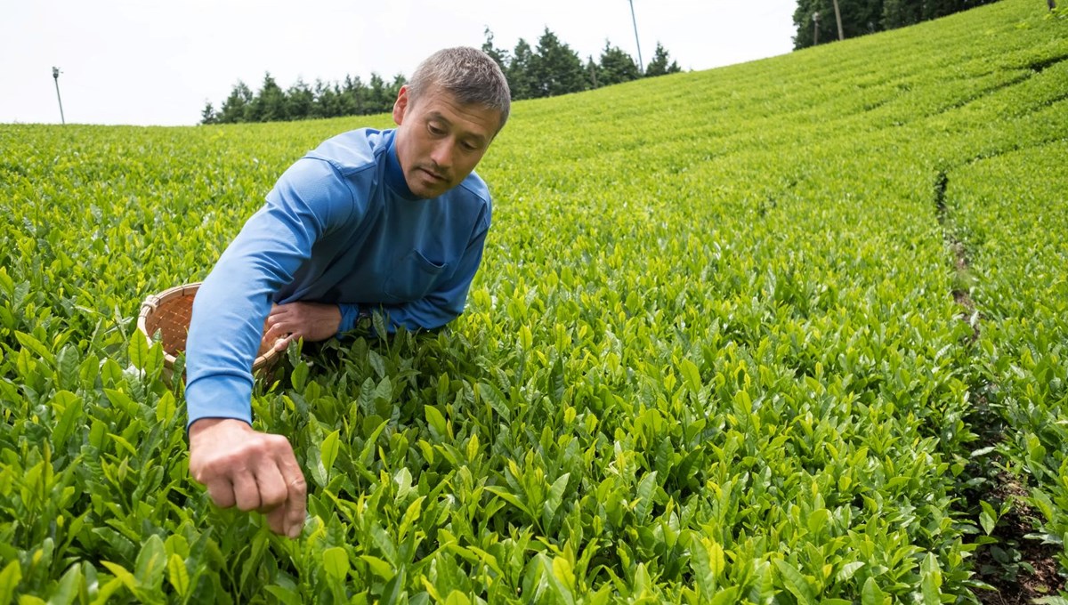 Japonya'da ilk hasat edilen yeşil çaya rekor fiyat: Kilogramı 1,11 milyon yene alıcı buldu Japonya'da ilk hasat edilen yeşil çaya rekor fiyat: Kilogramı 1,11 milyon yene alıcı buldu