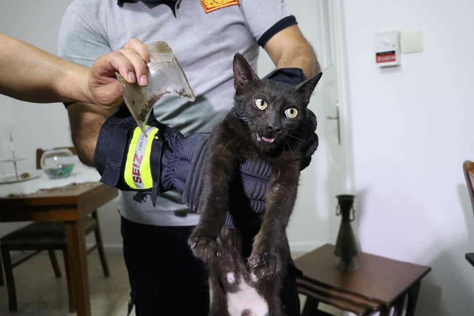 Hatay'da kurtarılmaya çalışılan "inatçı" kedi yakalandı - 1