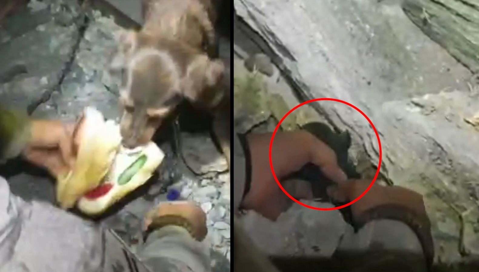 Yangın mağduru anne köpek ve yavrusunu askerler kurtardı