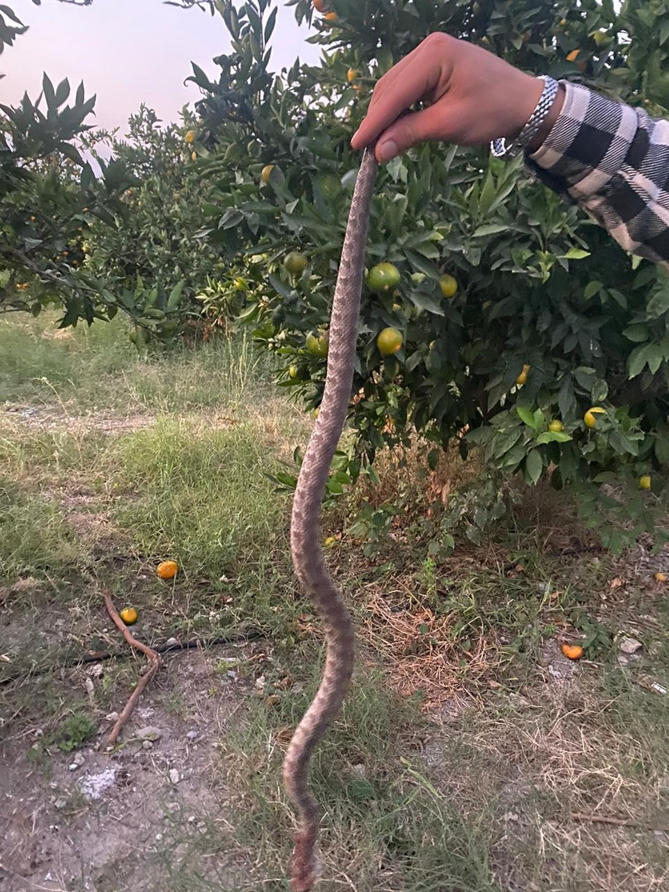 Narenciye toplayan çiftçiyi yılan soktu - 1