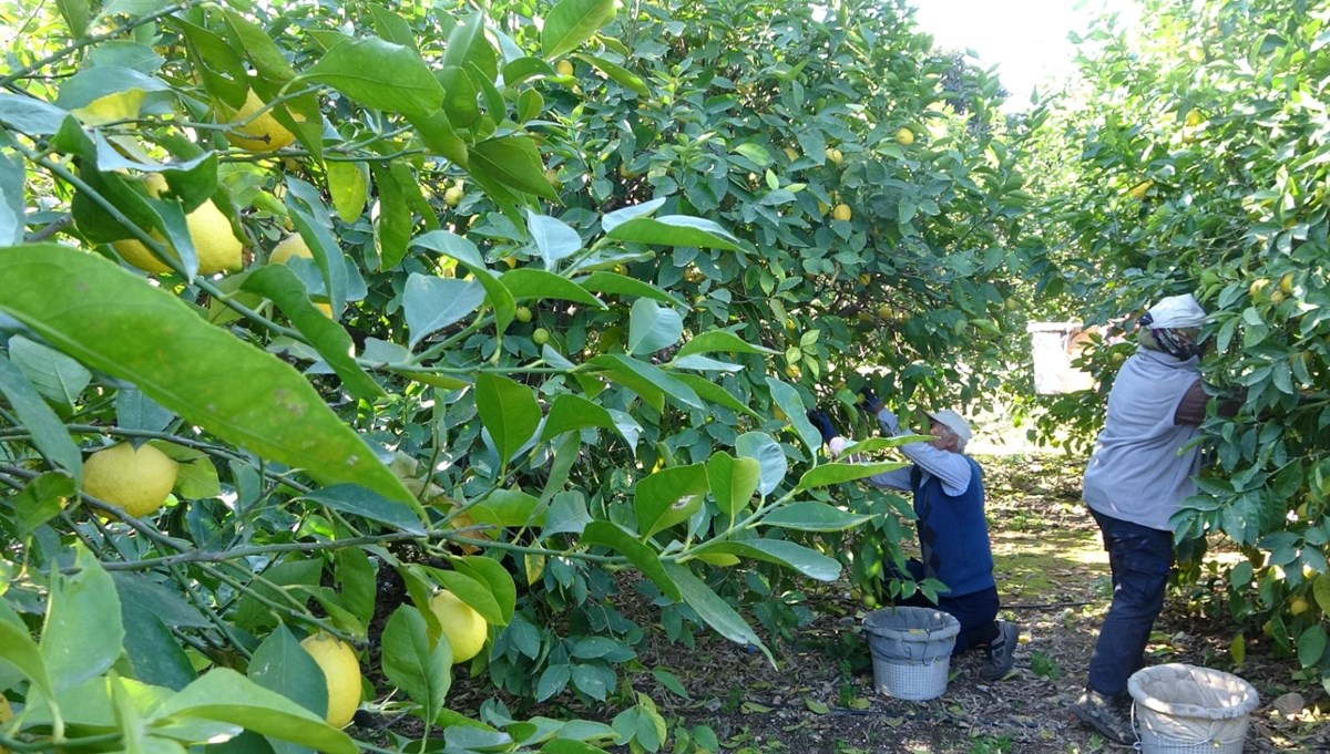 Sabah erken saatlerde dalından tek tek toplanıyor: Fiyatı 6 liraya düştü