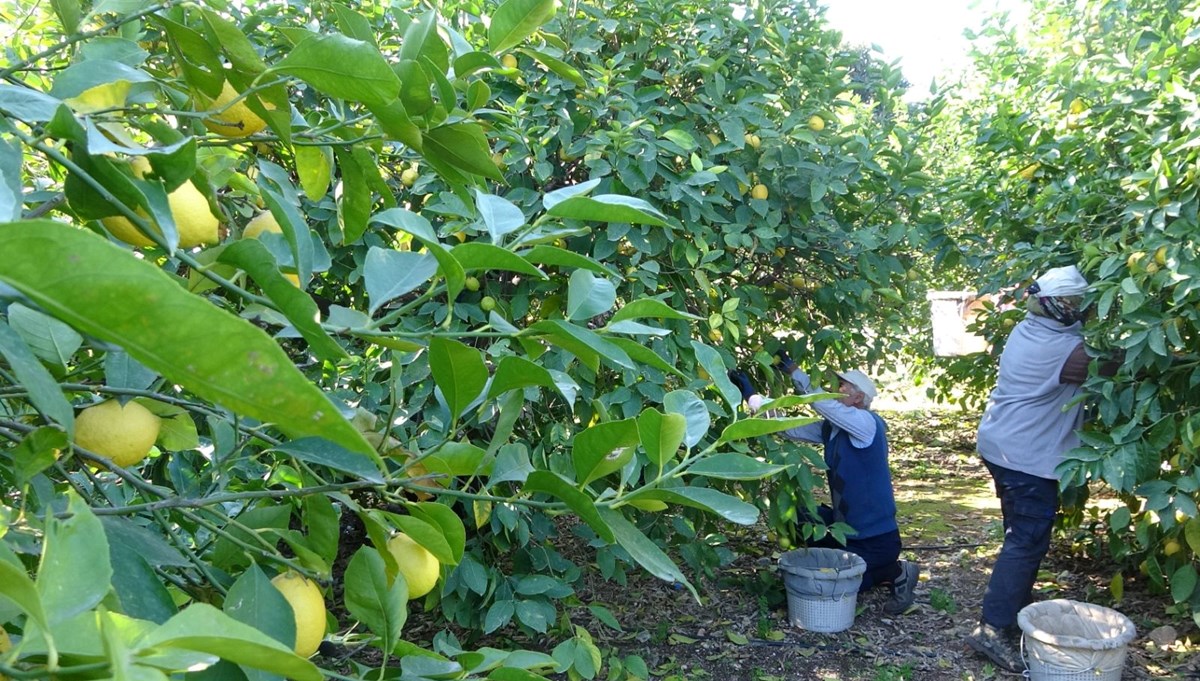 Sabah erken saatlerde dalından tek tek toplanıyor: Fiyatı 6 liraya düştü Sabah erken saatlerde dalından tek tek toplanıyor: Fiyatı 6 liraya düştü