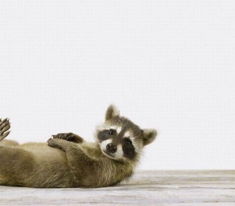 Тонет енот. Енот не тонет хаффман. Енот-полоскун. Енот купается в бассейне. Енот полоскун северная америка.