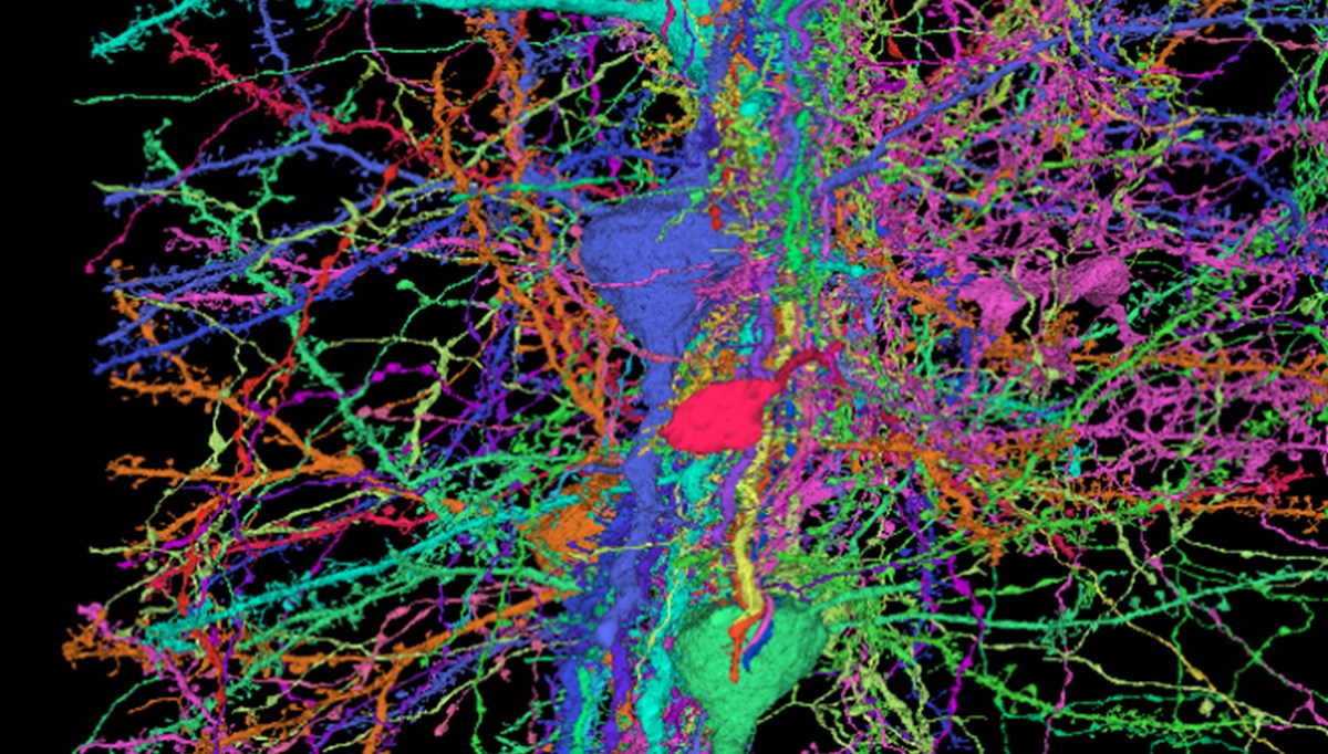 Google ve Harvard Üniversitesi, insan beyninin en detaylı haritasını oluşturdu