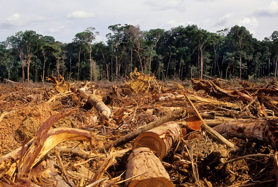 Araştırma: Amazon emdiğinden daha fazla karbondioksit salıyor - 2