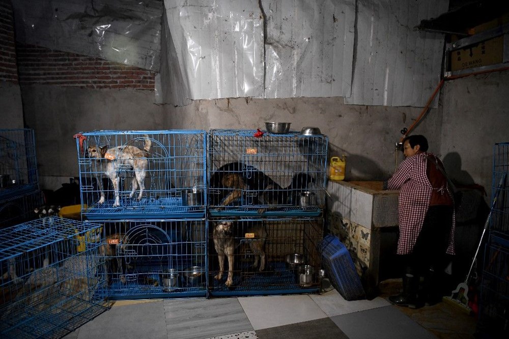 Çinli hayvansever evini bin 300 köpekle paylaşıyor NTV