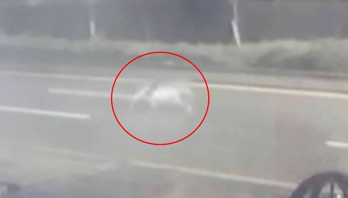 Ankara'da aslan paniği Ankara'da aslan paniği