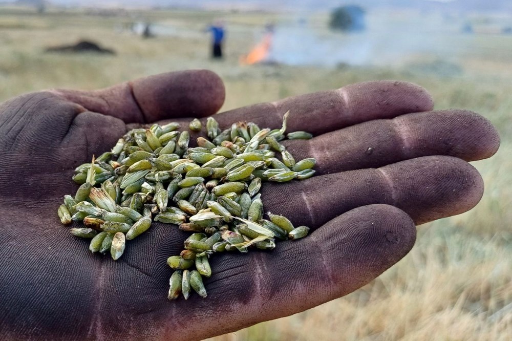Firik dönemi başladı: Tadını damakta bırakıyor 72