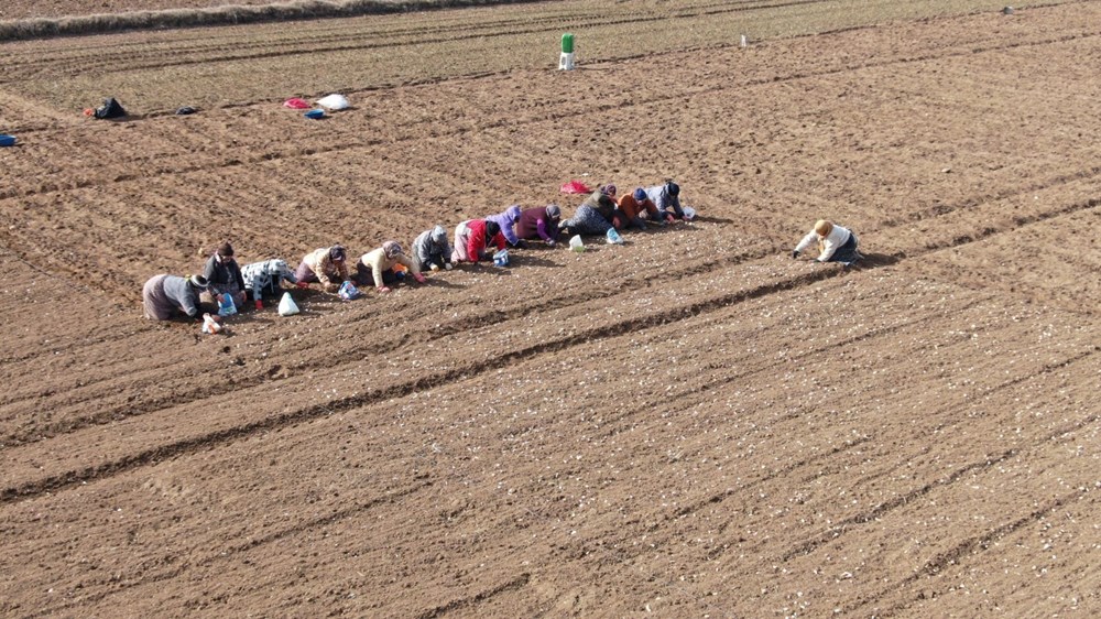 35 yıldır sarımsak tarlasında çalışıyor: "Düğüne gider gibi sarımsak tarlasına geliyorum" - 8
