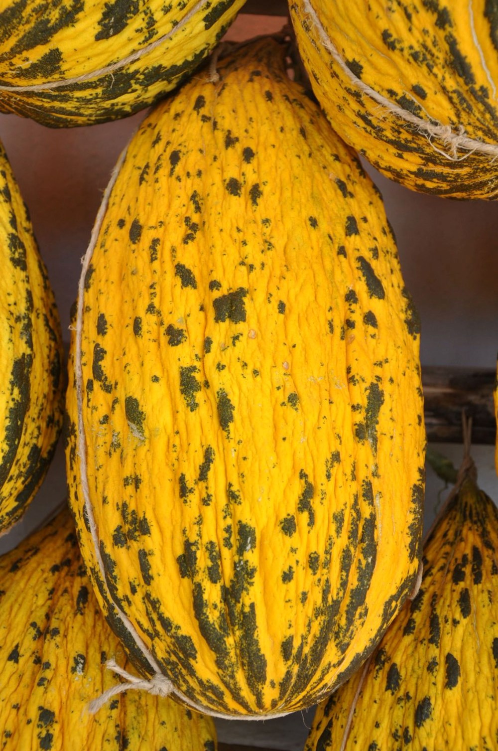 Keten Tohumu Mucizesi: Coğrafi İşaretle Tescilli Lezzet, Renk ve Koku Şöleni! 75 DfISLMEbQkWsl8Hqz6eRCw