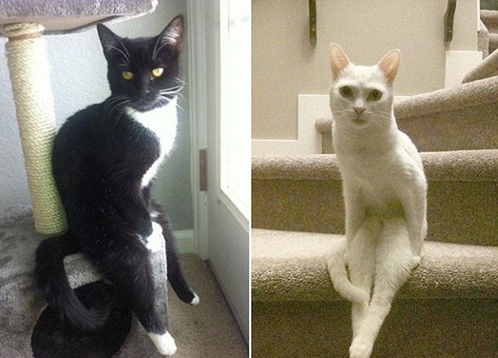 sasirtici sekilde oturan kediler