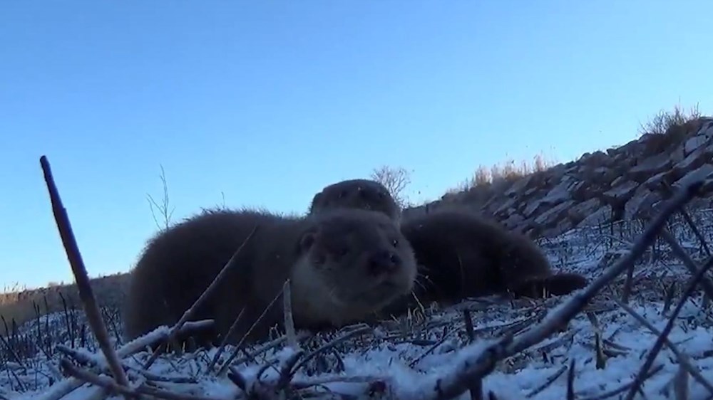 Yavru Su Samurlarının Görüntüleri Ortaya Çıktı: Tüyler Ürperten Sevinç ve Sevimlilik! 73 DgCivaPDBUudT czrUw2Uw