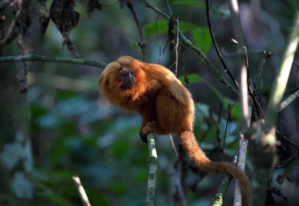 Fransa’da hayvanat bahçesinden 10 lemur ve 2 tamarin maymunu çalındı - 1