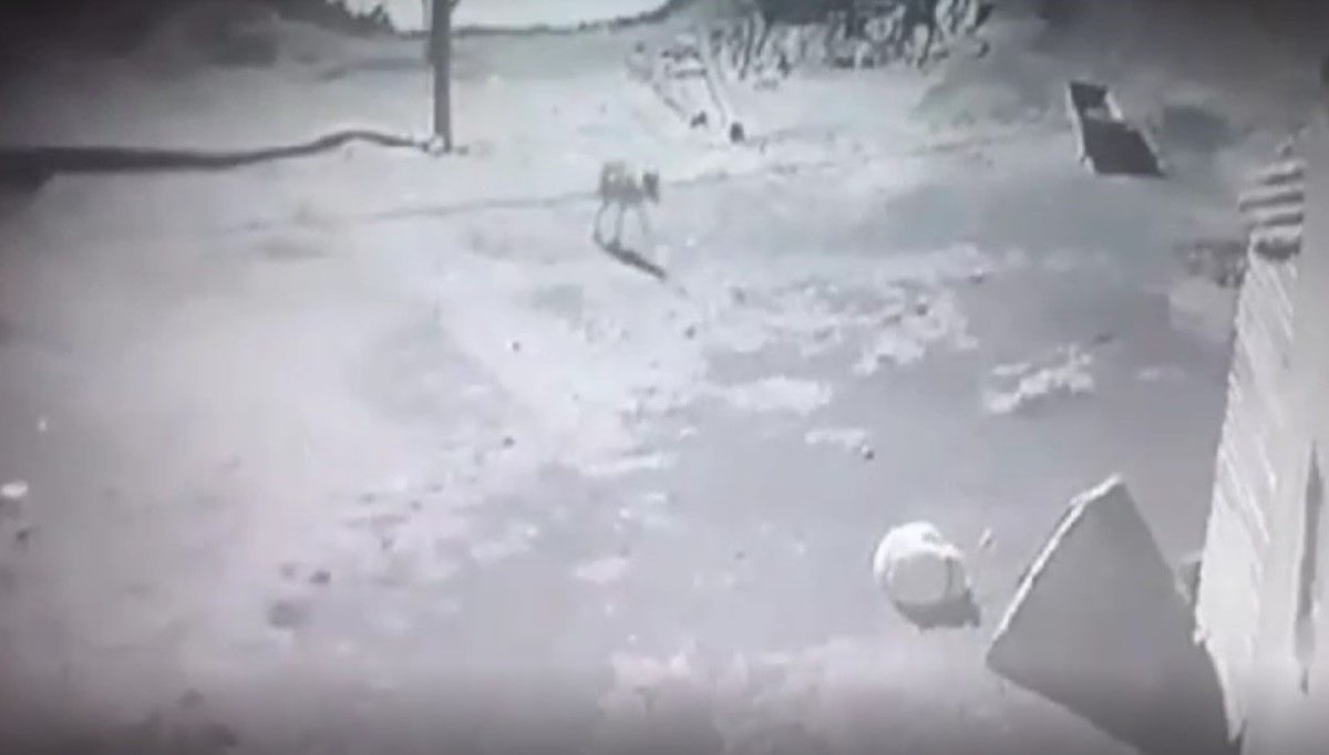 Kars’ta aç kalan kurt, köpeği götürdü Kars’ta aç kalan kurt, köpeği götürdü