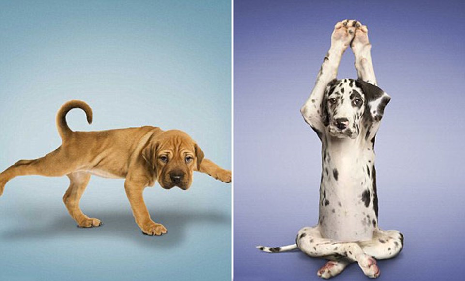 Köpekler için yoga - 1