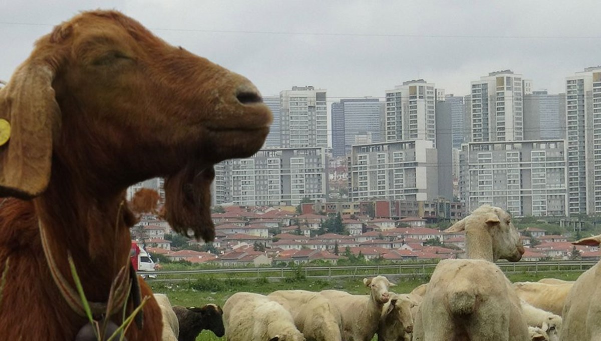 “Burası İstanbul’un ortasında bir yayla”