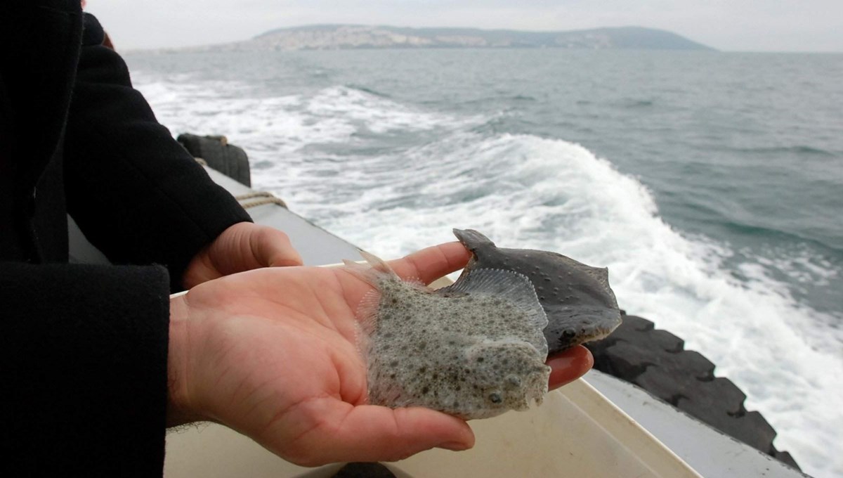 Karadeniz'e 24 yılda 100 binin üzerinde Kalkan yavrusu bırakıldı