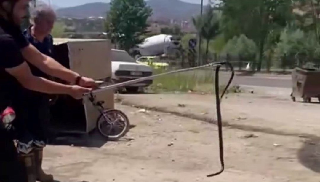 Yılan paniği: Tamirciye girdi