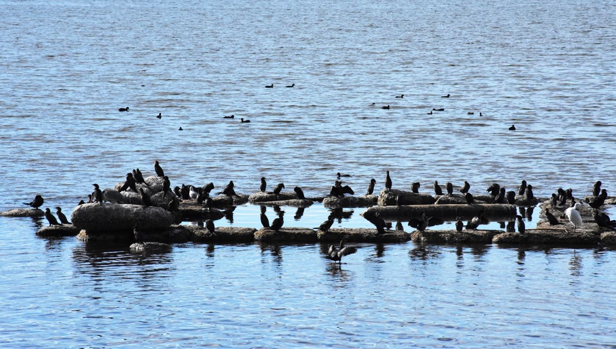 Bafa Gölü 261 kuş türüne ev sahipliği yapıyor