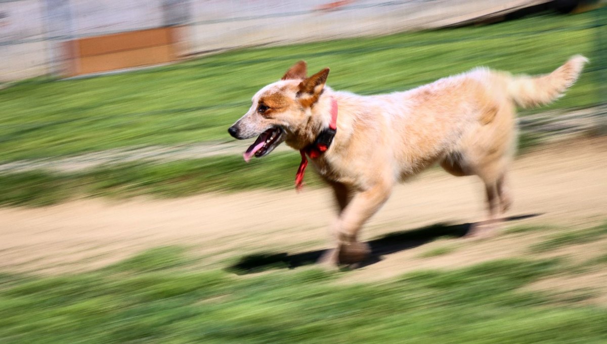 Kedi köpek otelinde bayram yoğunluğu