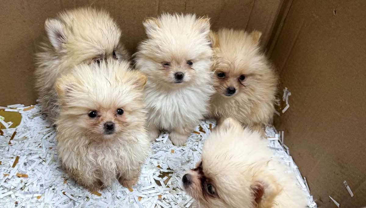 Kapıkule'de otomobilde gizlenmiş 5 köpek yavrusu bulundu Kapıkule'de otomobilde gizlenmiş 5 köpek yavrusu bulundu