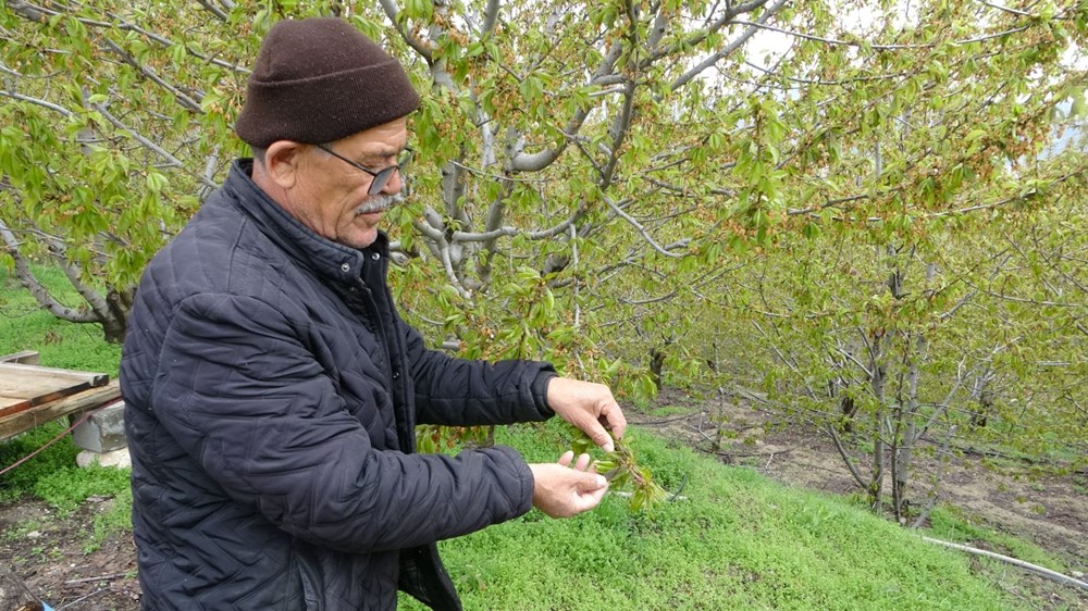 Üreticiler ciddi kayıp yaşıyor: Zirai don albastı kirazını da vurdu - 4