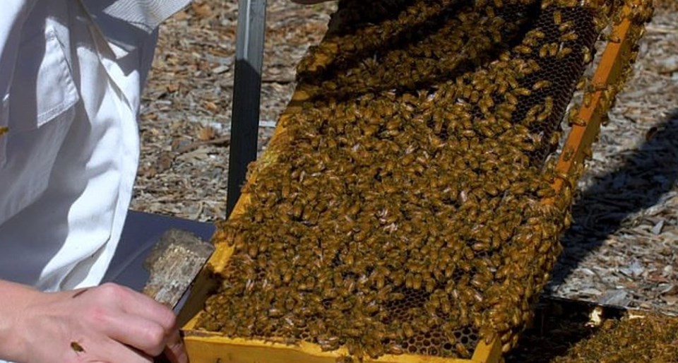 Meme kanserine karşı bal arısı zehri - 1
