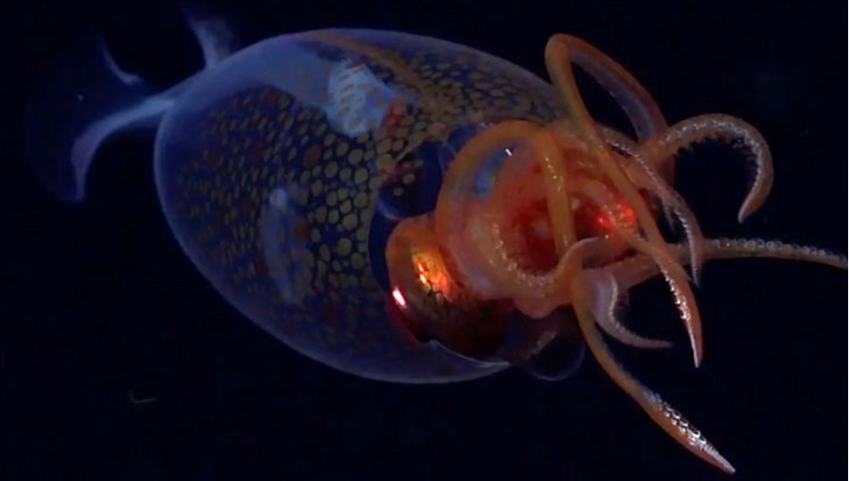 Denizin derinliklerinde dev kalamar: İlk kez canlı görüntülendi